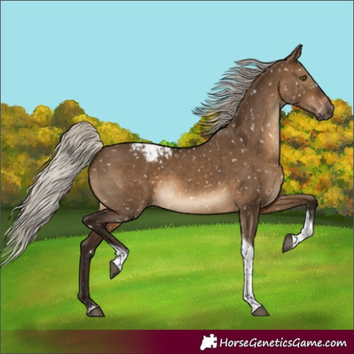 Horse Color:Gray Silver Brown Dun Tobiano Appaloosa Rabicano