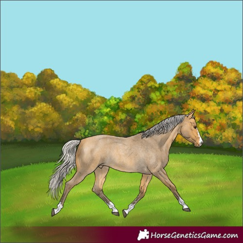 Horse Color:Silver Buckskin Roan Rabicano 