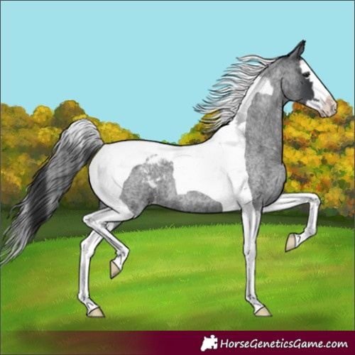 Horse Color:Blue Roan Splash Tobiano Appaloosa 