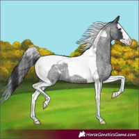 Horse Color:Blue Roan Splash Tobiano Blanket
