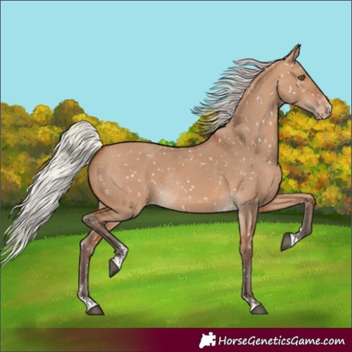 Horse Color:Silver Bay Dun Appaloosa Rabicano 