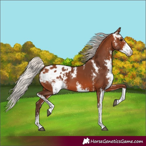 Horse Color:Silver Brown Sabino Appaloosa
