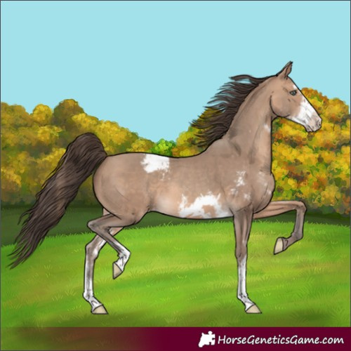 Horse Color:Sable Champagne Sabino Frame Appaloosa Rabicano 