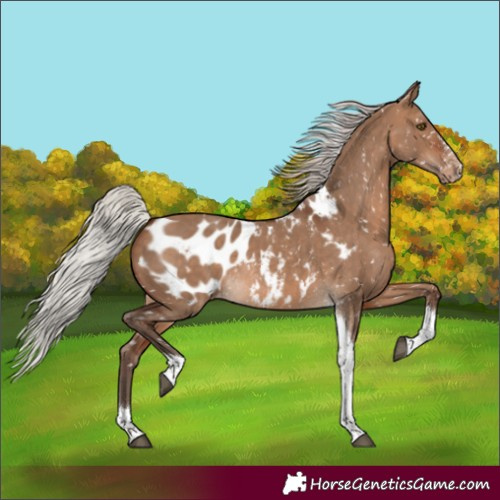 Horse Color:Silver Brown Dun Tobiano Appaloosa Rabicano