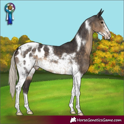 Horse Color:Silver Smoky Black Tobiano Frame Appaloosa 