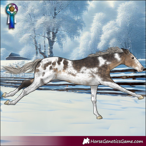 Horse Color:Silver Smoky Black Tobiano Frame Appaloosa