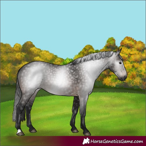 Horse Color:Gray Bay 