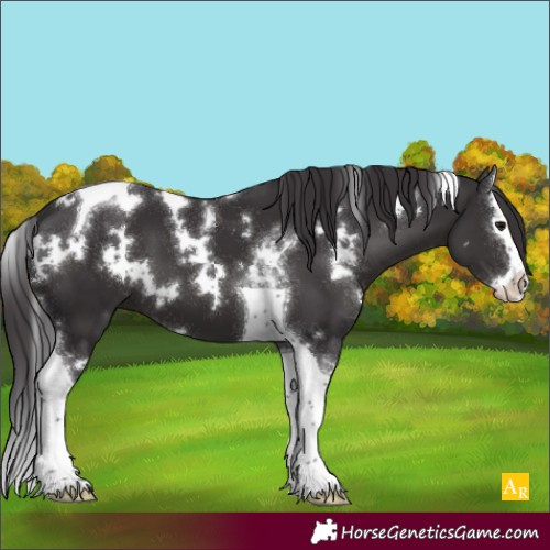 Horse Color:White Spotted Smoky Black Splash Tobiano 