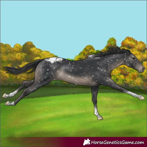 Horse Color:Black Tobiano Appaloosa Rabicano 