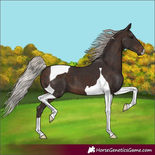 Horse Color:Silver Brown Tobiano 