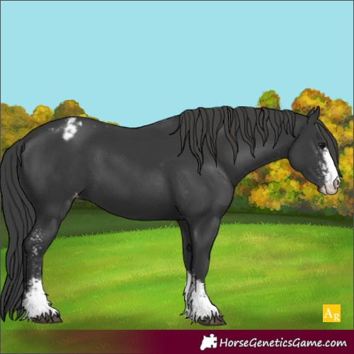 Horse Color:Black Sabino Varnish