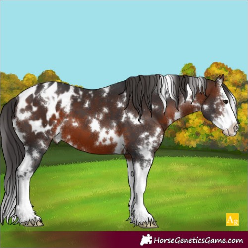 Horse Color:White Spotted Brown Sabino Splash Appaloosa