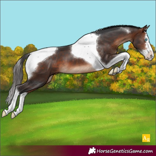 Horse Color:Bay Splash Tobiano Appaloosa 