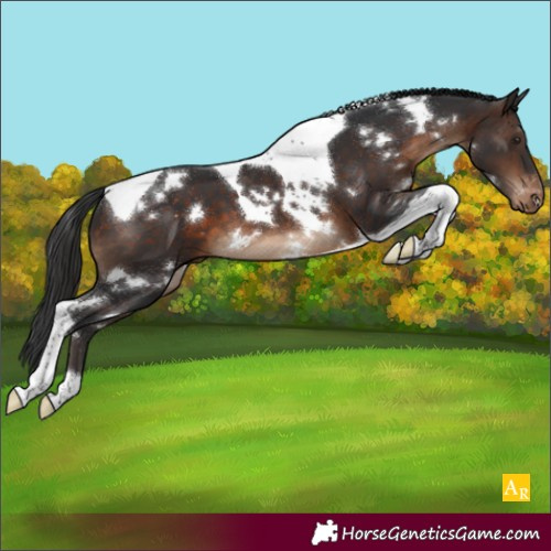 Horse Color:White Spotted Brown Tobiano Appaloosa