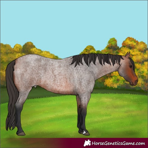 Horse Color:Bay Roan 