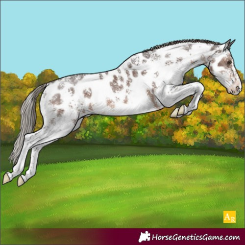 Horse Color:Liver Chestnut Sabino Appaloosa Rabicano