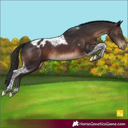 Horse Color:Brown Tobiano Appaloosa