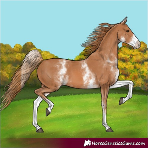 Horse Color:Unknown 