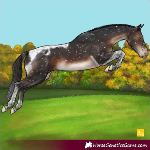 Horse Color:Brown Tobiano Blanket