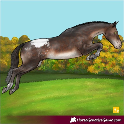 Horse Color:Brown Tobiano Appaloosa
