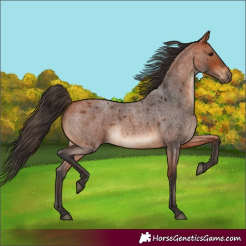 Horse Color:White Spotted Bay Roan