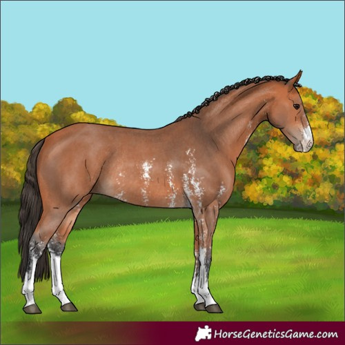 Horse Color:Bay Sabino Rabicano 