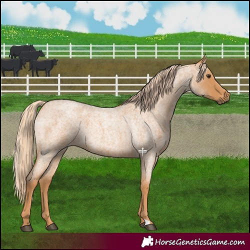 Horse Color:Red Roan 
