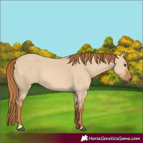 Horse Color:Red Dun