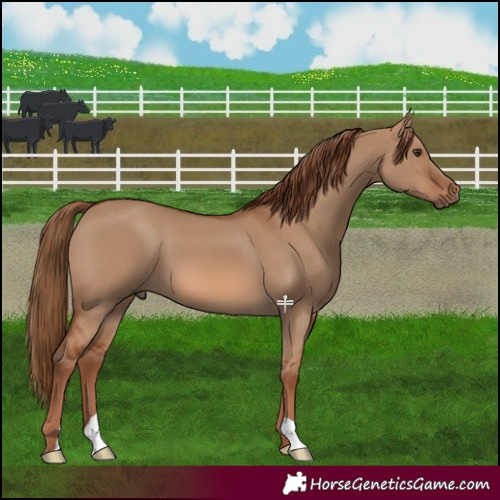 Horse Color:Red Dun 