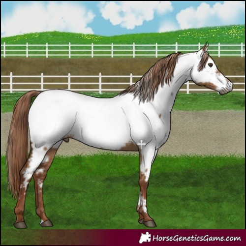 Horse Color:Gray Red Dun Appaloosa