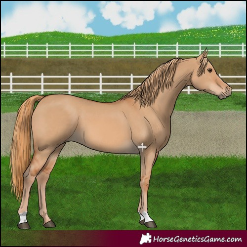 Horse Color:Red Dun 