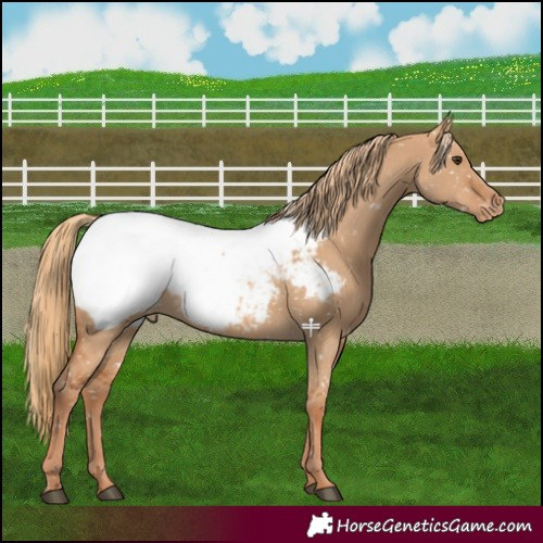 Horse Color:Red Dun Appaloosa 