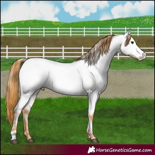 Horse Color:Red Dun Appaloosa