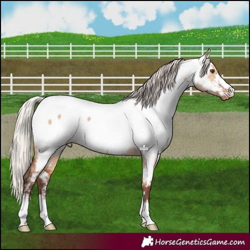 Horse Color:Silver Bay Dun Appaloosa 