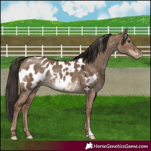 Horse Color:Liver Red Dun Near Leopard 
