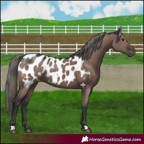 Horse Color:Liver Red Dun Mushroom Near Leopard 