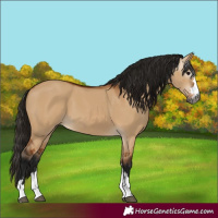 Horse Color:Gray Bay Dun