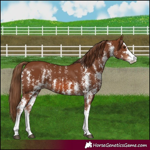 Horse Color:Chestnut Sabino 