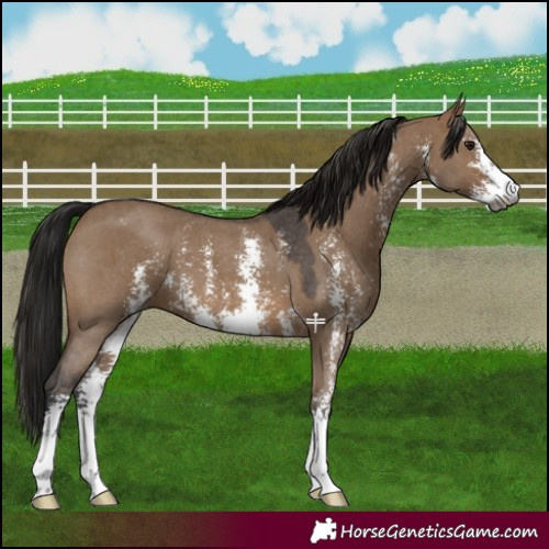 Horse Color:Gray Bay Dun Sabino