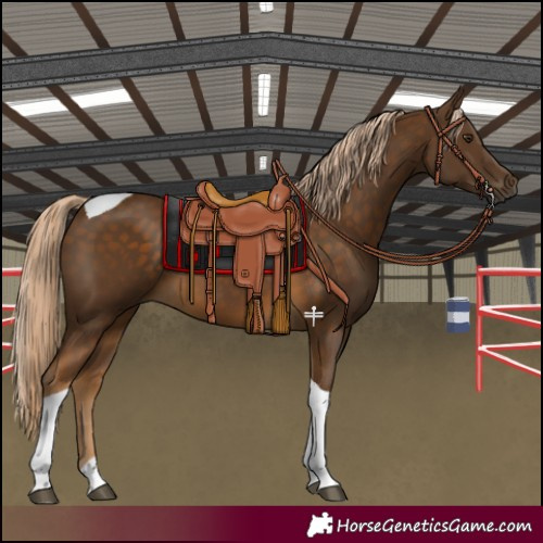 Horse Color:Chocolate Palomino Tobiano