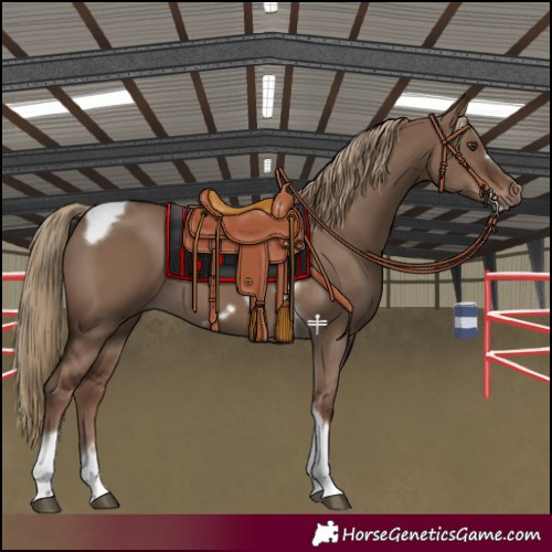 Horse Color:Liver Red Dun Tobiano Frame Rabicano