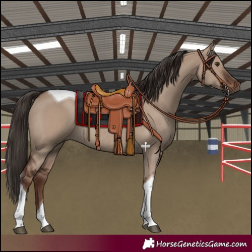 Horse Color:Liver Red Dun Tobiano Rabicano 