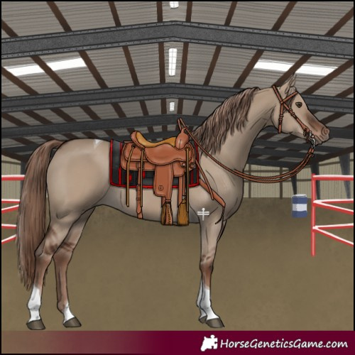 Horse Color:Liver Red Dun Tobiano Rabicano