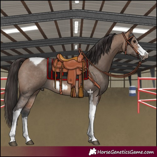 Horse Color:Bay Dun Sabino Tobiano Frame Rabicano 