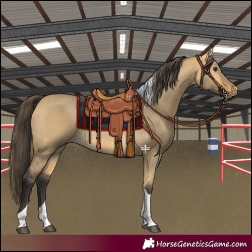 Horse Color:Buckskin Dun Tobiano 