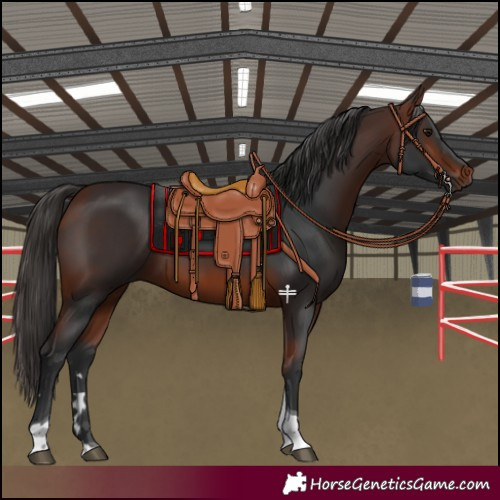 Horse Color:Bay Tobiano 