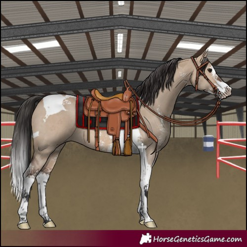 Horse Color:Brown Dun Sabino Splash Tobiano 