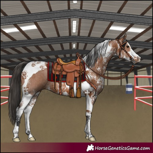 Horse Color:Bay Sabino Tobiano