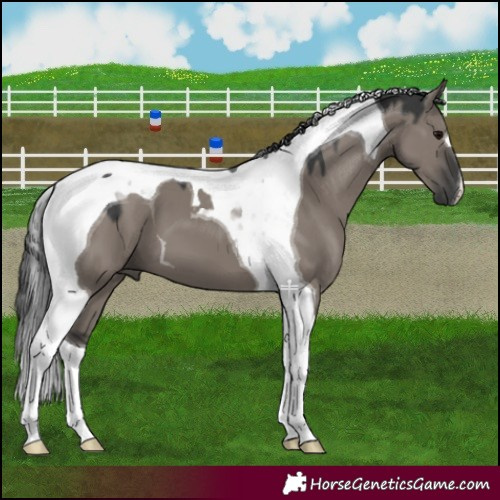 Horse Color:Grullo Tobiano 