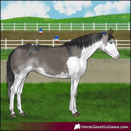 Horse Color:Grullo Splash Tobiano